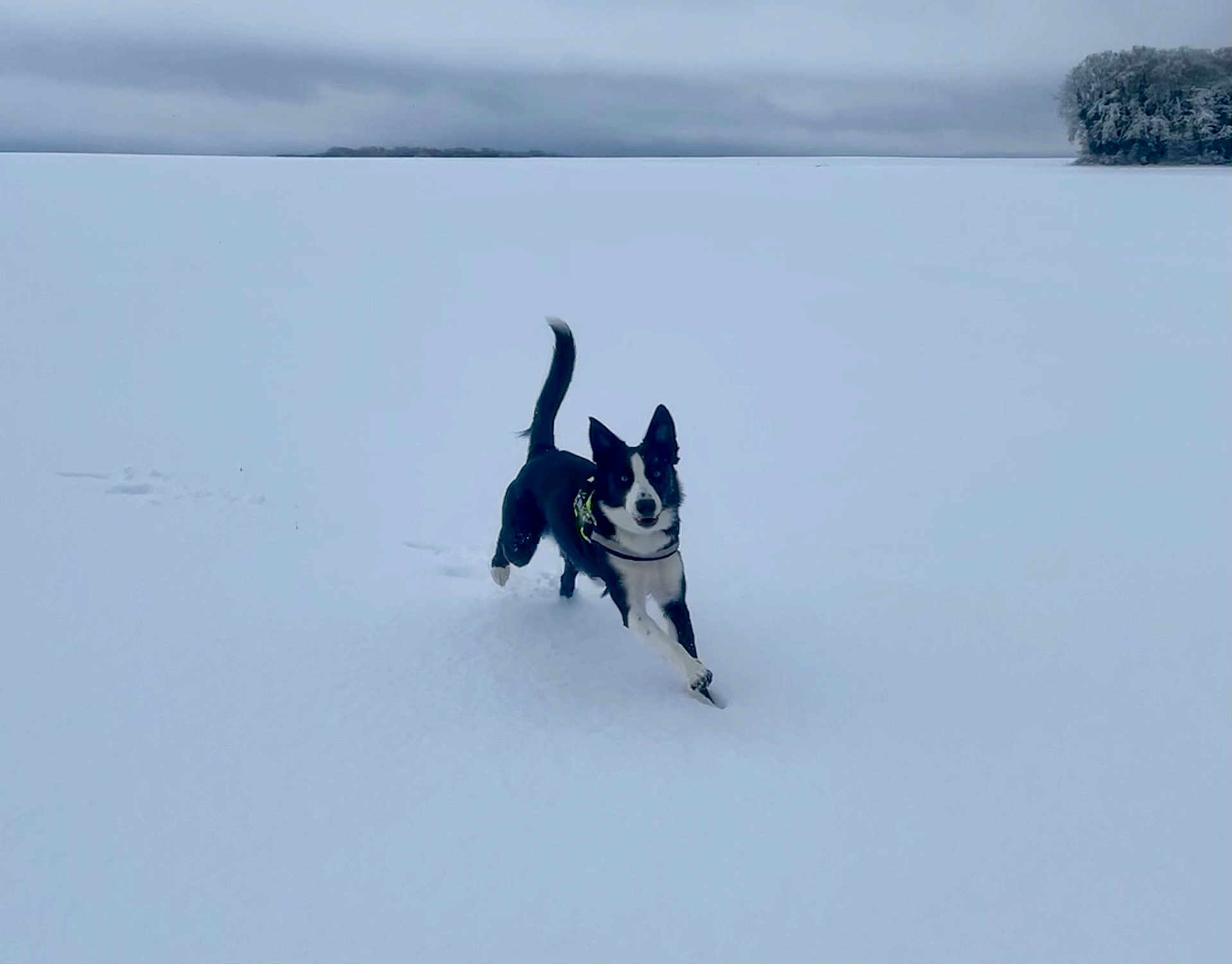 Vasco participe au concours pour gagner de l'argent avec cette photo : dog, snow, outdoor, running, black_and_white, animal, winter, canine, field, cloudy_sky, nature, playful, snowy_landscape, active, fur, pet, cold, daytime, forest, leash