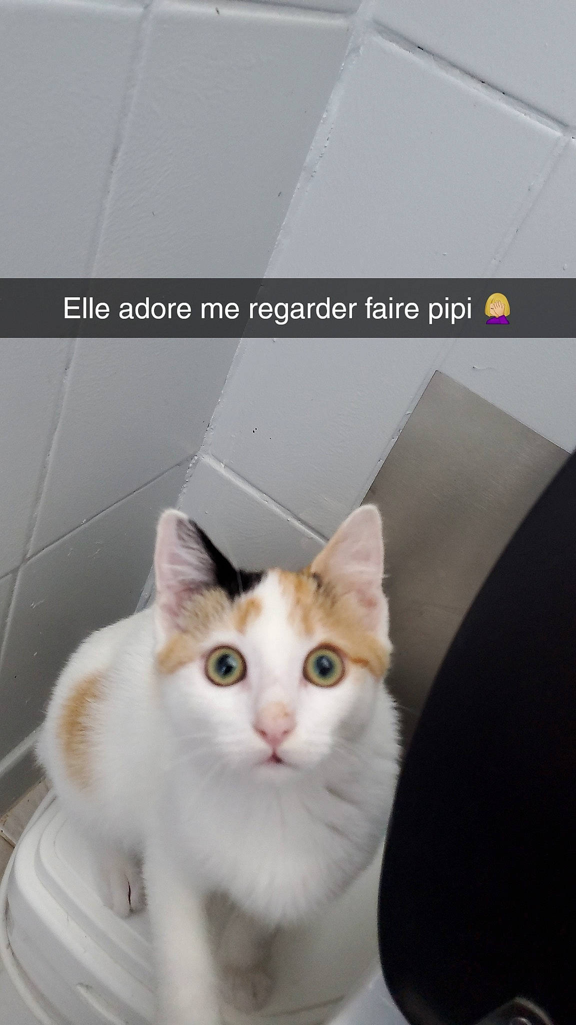 Ange a rejoint le concours — aidez-le/la à gagner de superbes lots ! brand, carnivore, cat, comfort, domestic_short_haired_cat, felidae, font, fur, internet_meme, logo, paw, photo_caption, small_to_medium_sized_cats, tail, whiskers, window