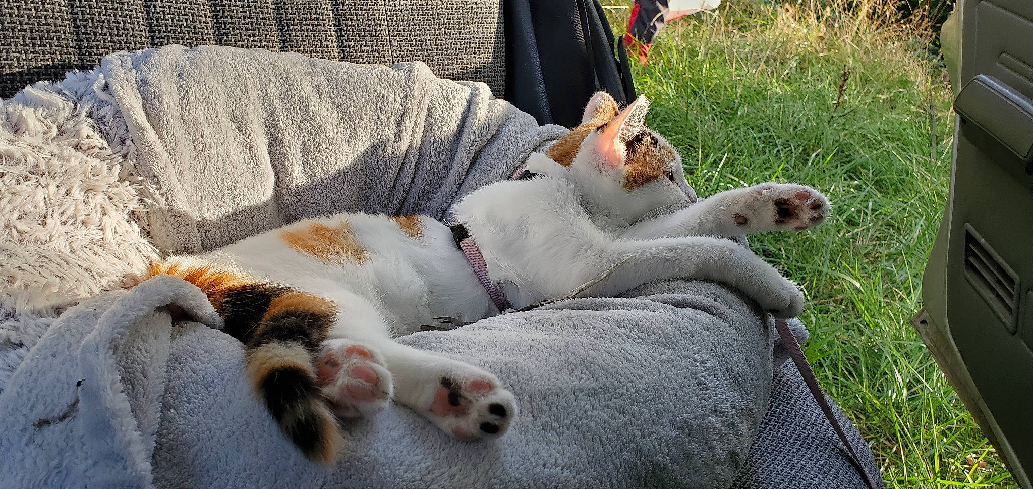 Ange participe au concours pour gagner de l'argent avec cette photo : carnivore, cat, collar, comfort, companion_dog, couch, dog_breed, domestic_short_haired_cat, fawn, felidae, fur, grass, human_leg, linens, paw, sitting, small_to_medium_sized_cats, tail, whiskers, yawn