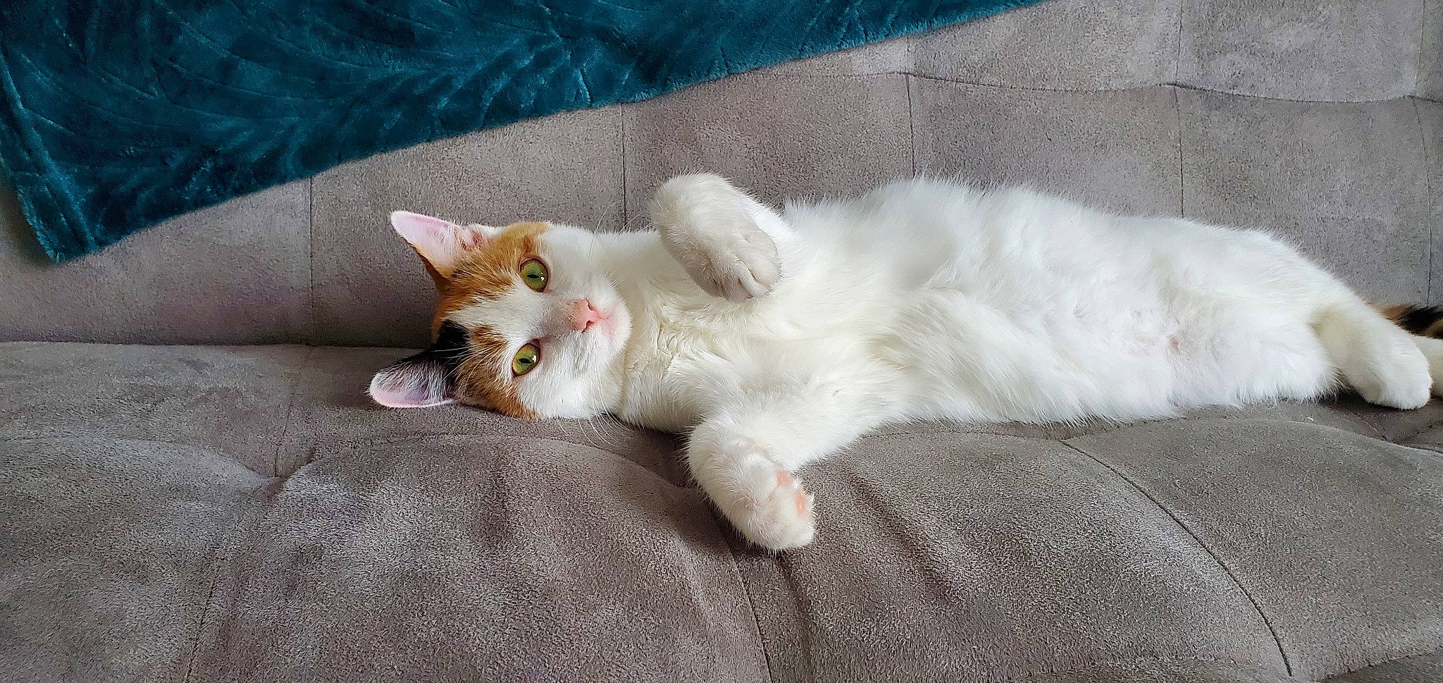 Ange a rejoint le concours — aidez-le/la à gagner de superbes lots ! carnivore, cat, claw, comfort, domestic_short_haired_cat, fawn, felidae, fur, nap, paw, small_to_medium_sized_cats, snout, tail, whiskers