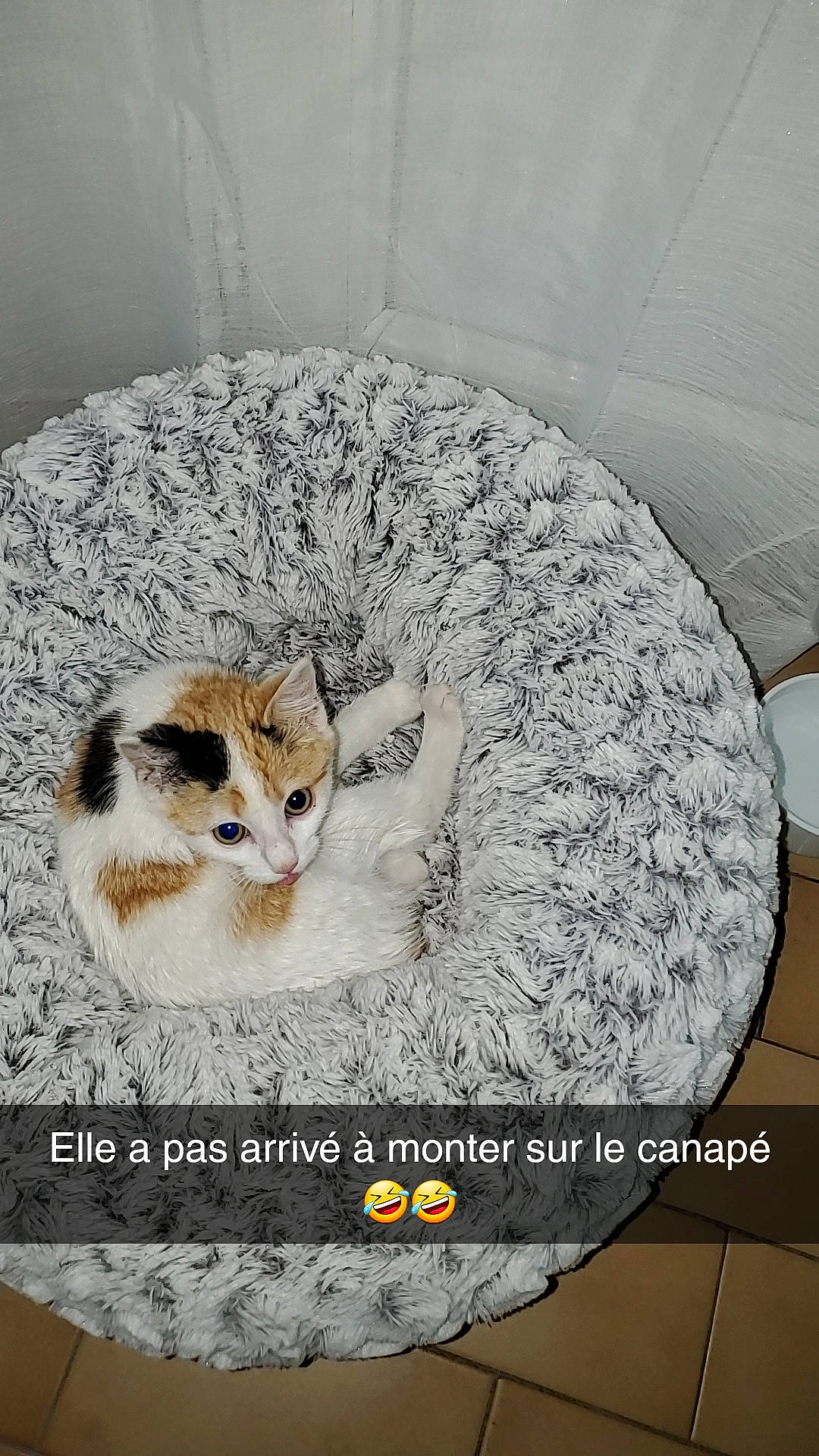 Ange participe au concours pour gagner de l'argent avec cette photo : art, carnivore, cat, cat_bed, cat_supply, circle, comfort, domestic_short_haired_cat, felidae, font, fur, paw, pet_supply, photo_caption, small_to_medium_sized_cats, snout, tail, terrestrial_animal, whiskers, wildlife