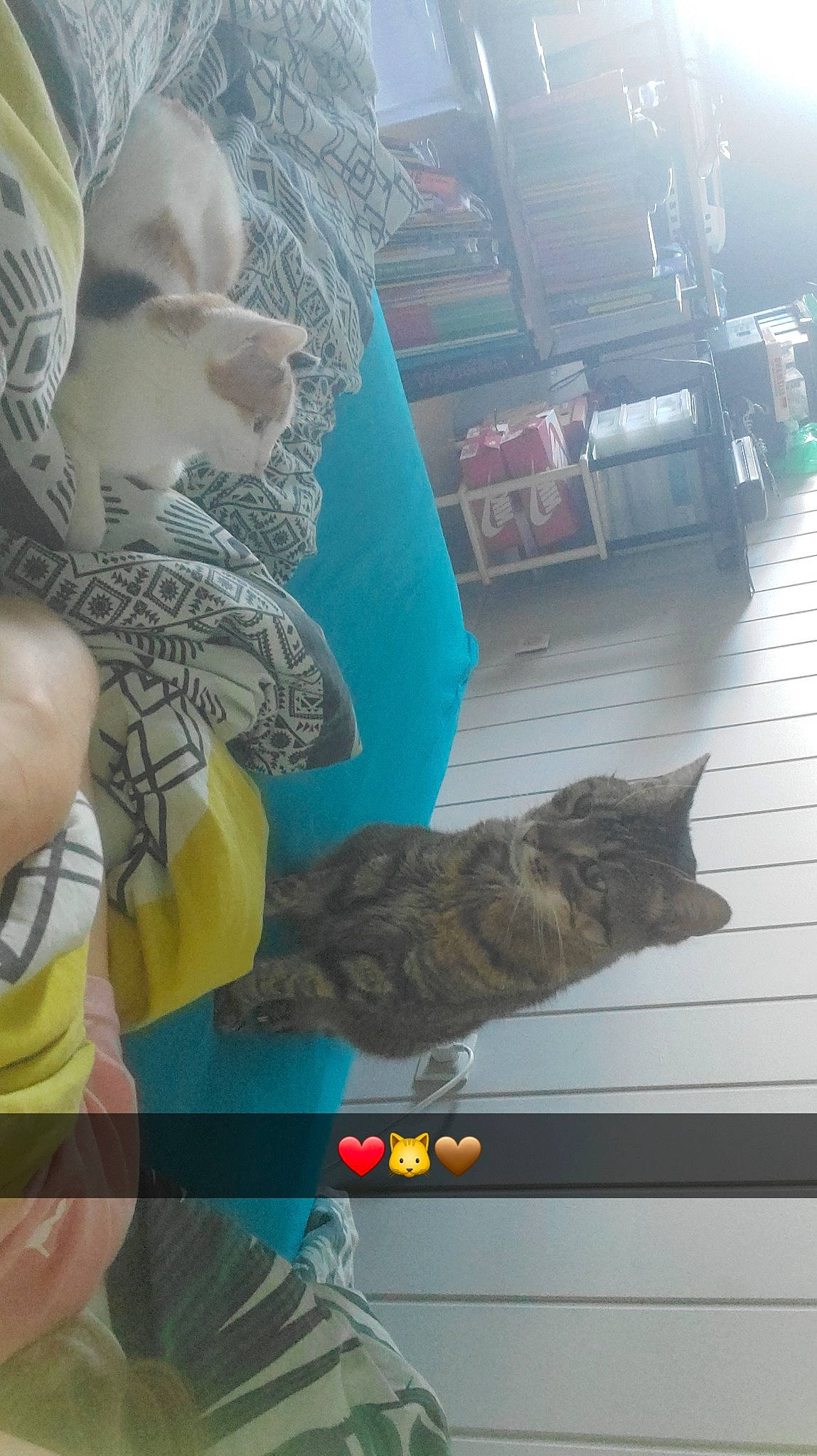 Eliot a rejoint le concours — aidez-le/la à gagner de superbes lots ! carnivore, cat, domestic_short_haired_cat, felidae, flooring, fun, fur, organism, pattern, room, small_to_medium_sized_cats, snapshot, tail, vehicle_door, vertebrate, visual_arts, whiskers