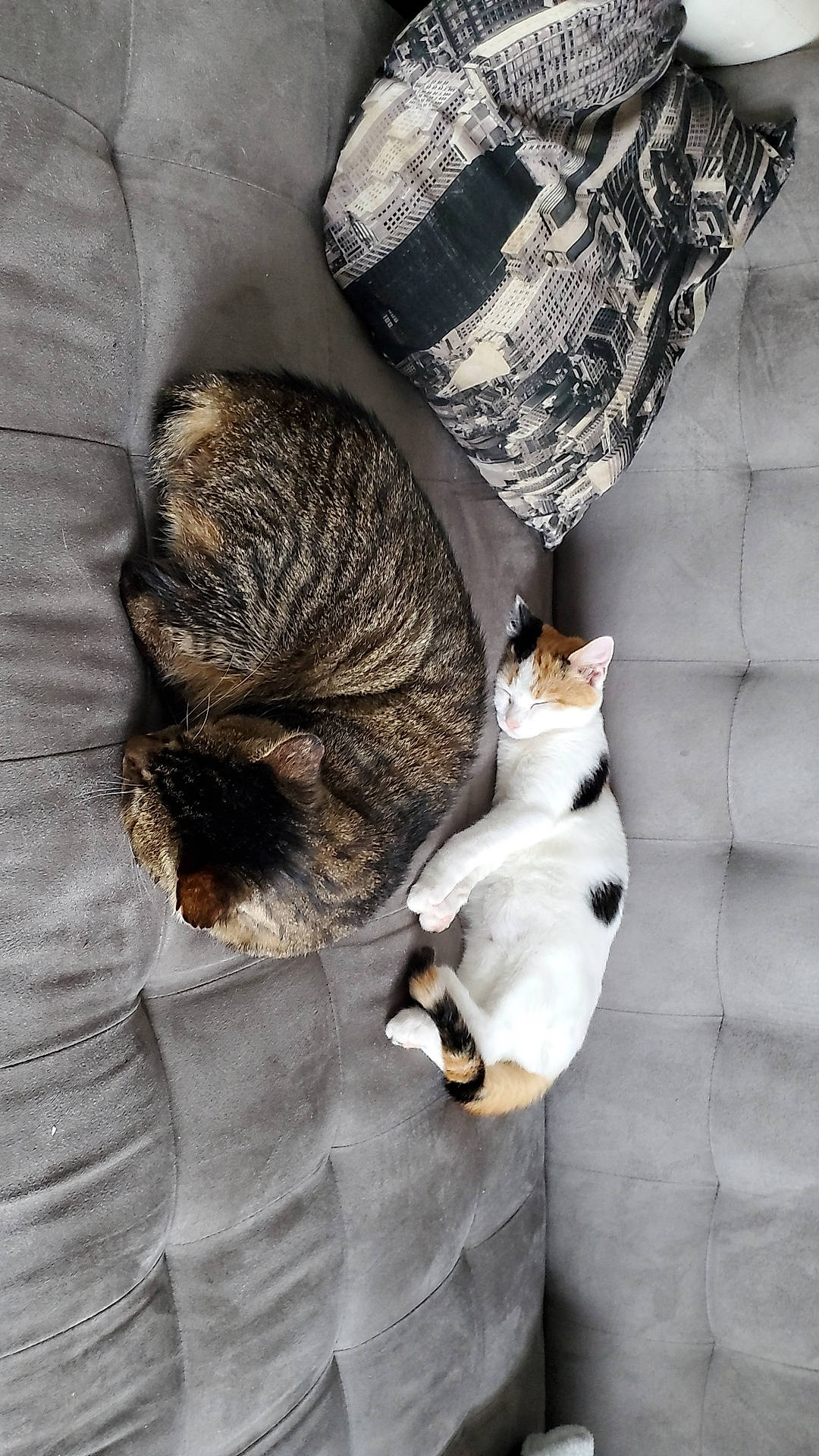 Eliot participe au concours pour gagner de l'argent avec cette photo : canidae, carnivore, cat, comfort, companion_dog, fawn, felidae, fur, grey, human_leg, mammal, plant, small_to_medium_sized_cats, snout, tail, tree, vertebrate, whiskers, window, wood