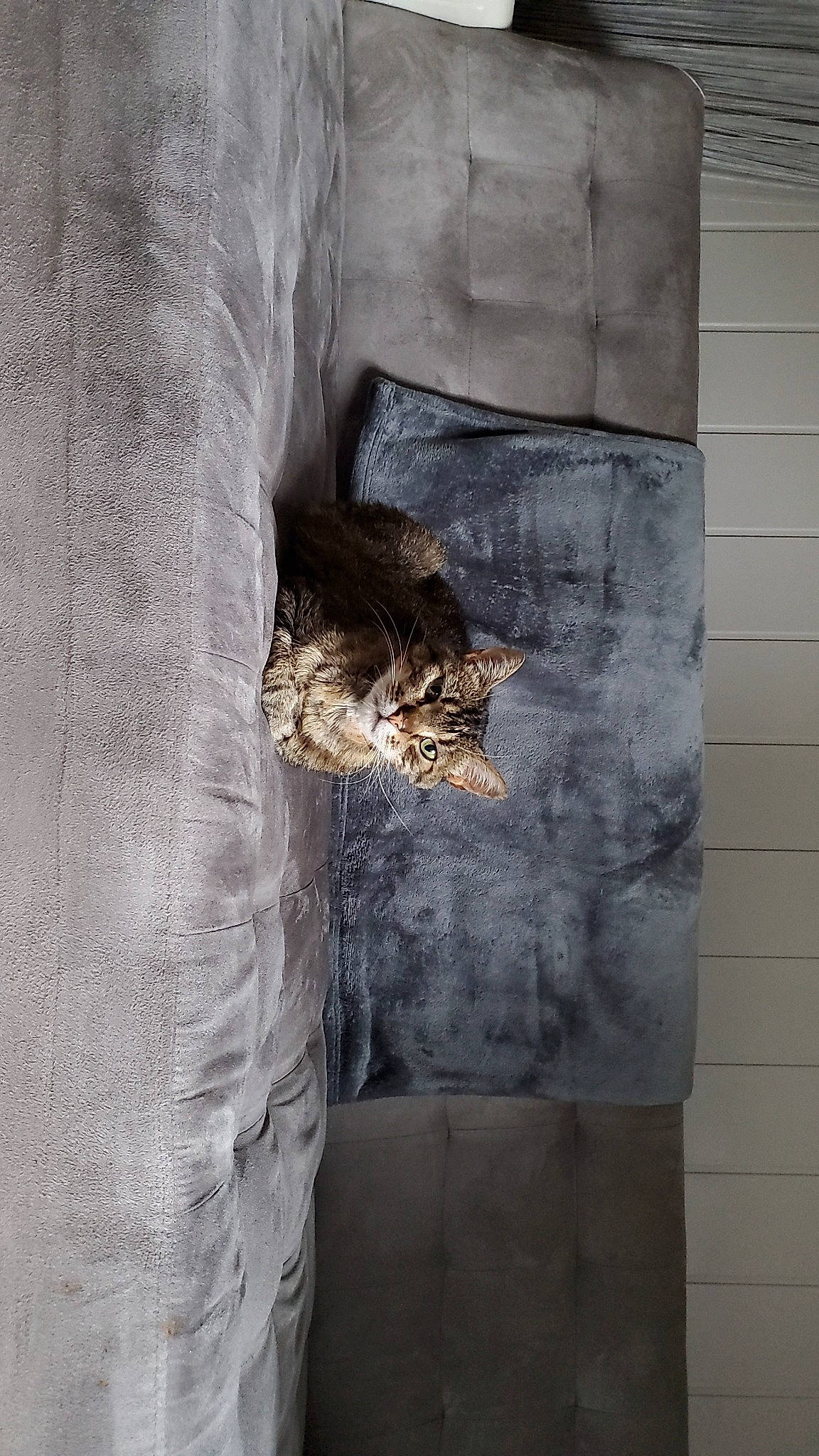 Eliot a rejoint le concours — aidez-le/la à gagner de superbes lots ! building, carnivore, cat, concrete, door, felidae, flagstone, flooring, fur, grey, house, pattern, rock, room, small_to_medium_sized_cats, tail, water, whiskers, window, wood