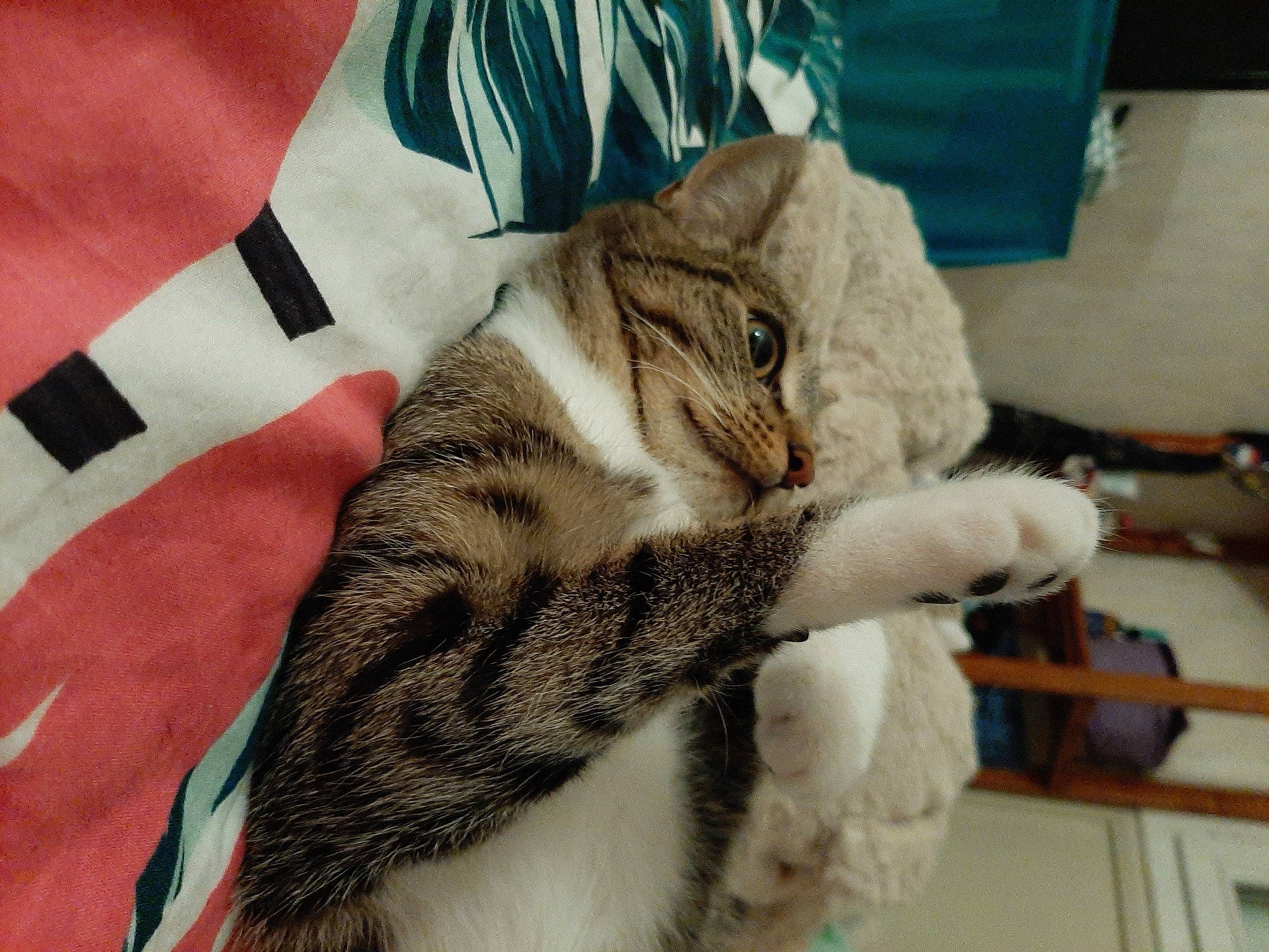 Bébé participe au concours pour gagner de l'argent avec cette photo : carnivore, cat, claw, comfort, domestic_short_haired_cat, fawn, felidae, fur, leg, linens, nap, pattern, paw, sleep, sleeve, small_to_medium_sized_cats, snout, tail, tie, whiskers