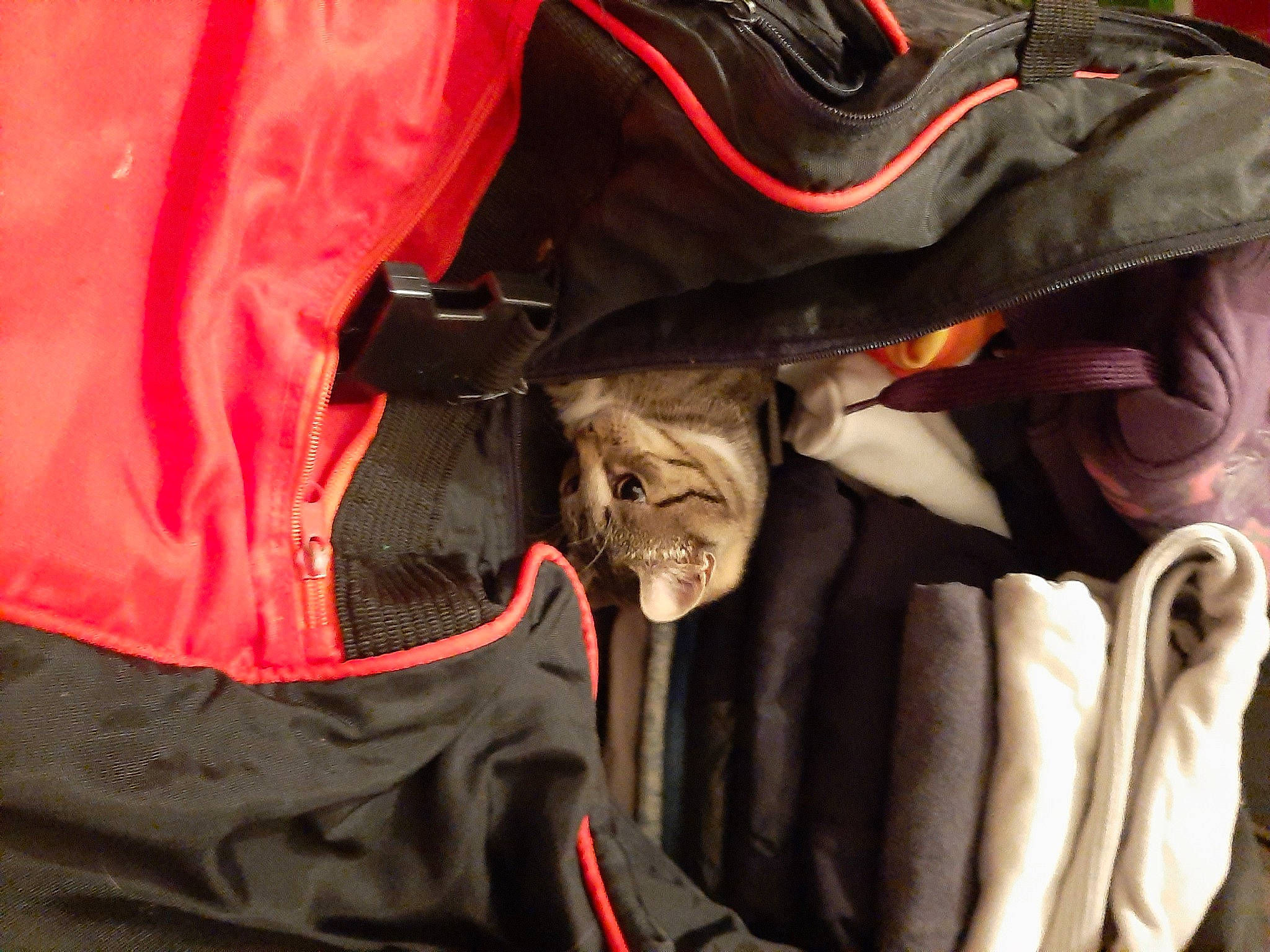 Bébé participe au concours pour gagner de l'argent avec cette photo : bag, baggage, bat, canidae, carmine, carnivore, cat, comfort, eyewear, fashion_accessory, fawn, felidae, fur, orange, personal_protective_equipment, red, sleeve, small_to_medium_sized_cats, textile, whiskers