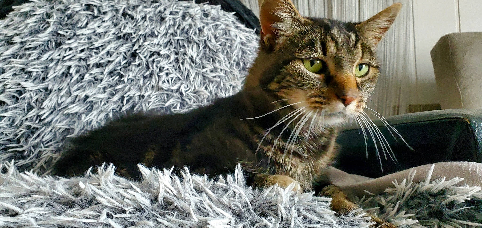 Malice a rejoint le concours — aidez-le/la à gagner de superbes lots ! carnivore, cat, claw, domestic_short_haired_cat, event, felidae, fur, grass, hay, paw, photo_caption, plant, small_to_medium_sized_cats, snout, straw, terrestrial_animal, tree, whiskers, wildlife, window