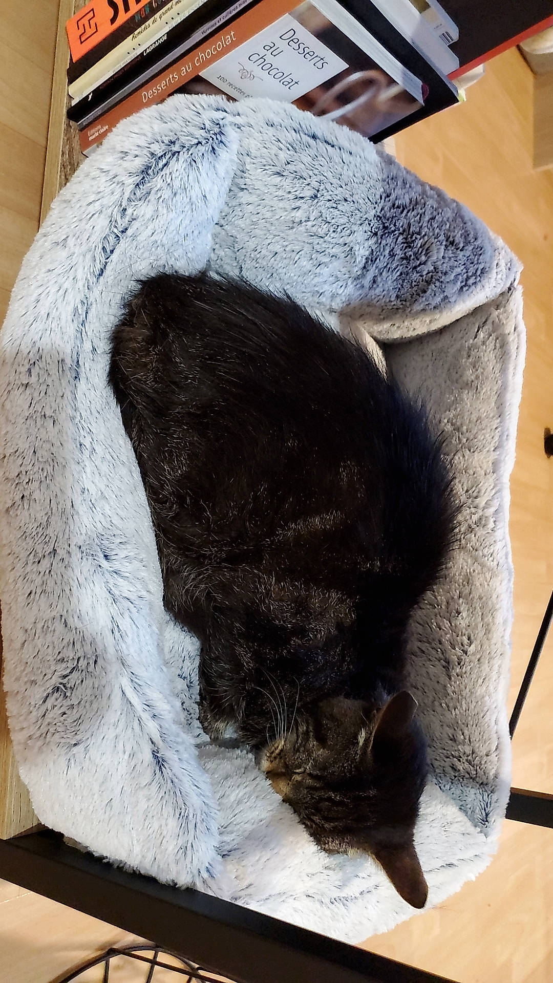 Malice participe au concours pour gagner de l'argent avec cette photo : art, canidae, carnivore, cat, cat_supply, comfort, dog_breed, domestic_short_haired_cat, fawn, felidae, fur, grey, pet_supply, small_to_medium_sized_cats, snout, sporting_group, tail, terrestrial_animal, whiskers, working_animal