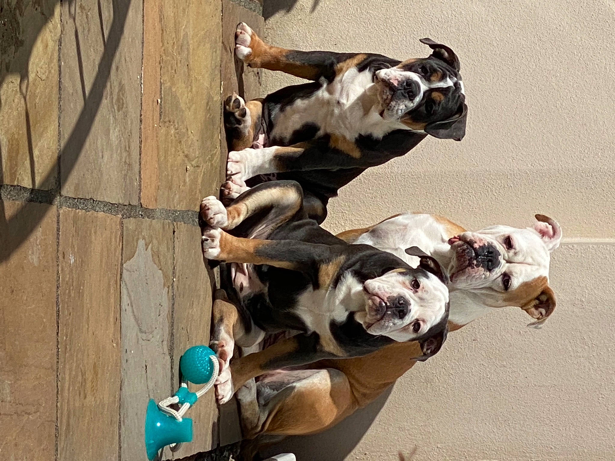 Fudge Oreo Cookie is registered to the contest to win money with this photo: art, bovine, bull, canidae, carnivore, companion_dog, dog, dog_breed, fawn, leash, livestock, pack_animal, pet_supply, snout, sporting_group, stallion, tail, terrestrial_animal, wood, working_animal