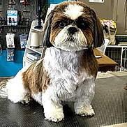 Rosie a rejoint le concours — aidez-le/la à gagner de superbes lots ! dog, shih_tzu, pet, grooming, indoor, table, fur, animal, cute, small_dog, face, ears, eyes, nose, furniture, lamp, shelf, bag, background, pet_shop