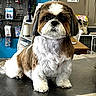 dog, shih_tzu, pet, grooming, indoor, table, fur, animal, cute, small_dog, face, ears, eyes, nose, furniture, lamp, shelf, bag, background, pet_shop