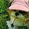 Rosie a rejoint le concours — aidez-le/la à gagner de superbes lots ! dog, grass, pink_cap, pet, outdoor, cute, fluffy, animal, canine, tongue_out, collar, nature, summer, playful, paw, flower, greenery, resting, adorable, fur