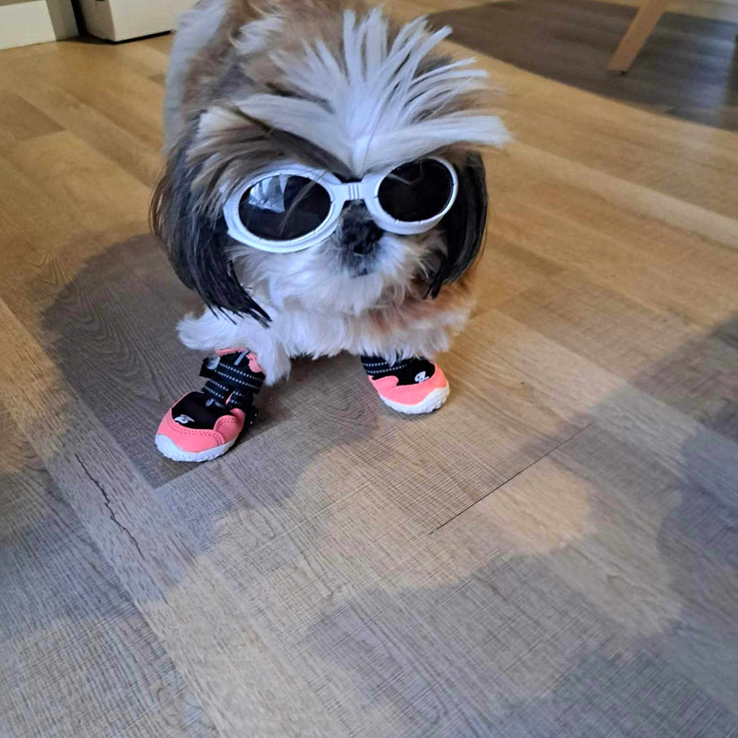 Rosie a rejoint le concours — aidez-le/la à gagner de superbes lots ! dog, pet, indoor, floor, wooden_floor, sunglasses, shoes, footwear, cute, fluffy, small_dog, fur, accessories, fashion, costume, animal, household, living_space, standing, brown