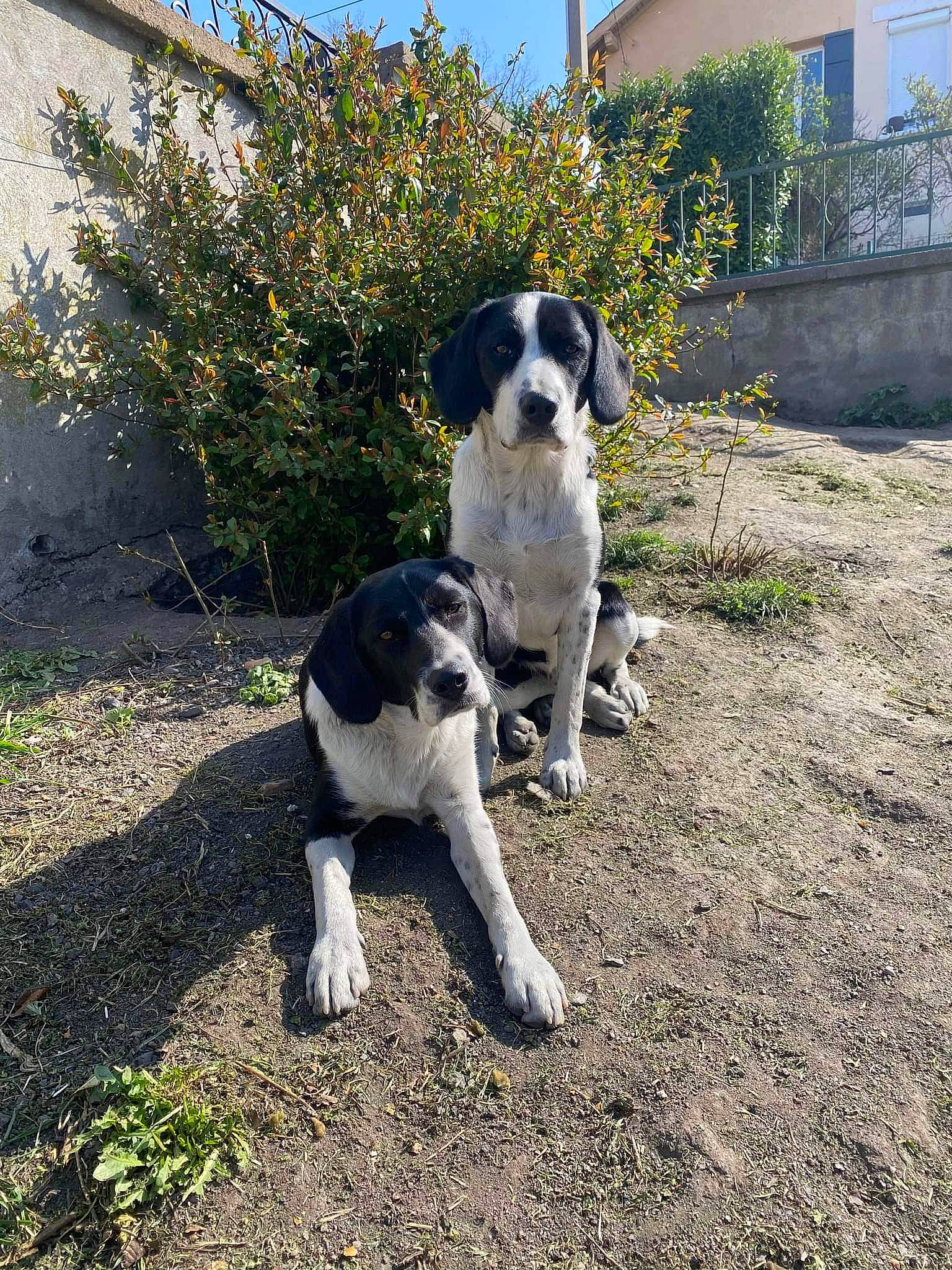 Scooby a rejoint le concours — aidez-le/la à gagner de superbes lots ! canidae, carnivore, collar, companion_dog, dog, dog_breed, garden, grass, gun_dog, hunting_dog, plant, shrub, sky, soil, sporting_group, tail, window, working_dog, yard