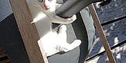 Ayster participe au concours pour gagner de l'argent avec cette photo : kitten, white_cat, blue_eyes, wooden_deck, pole, sunlight, shadow, outdoor, pet, animal, cute, climbing, playful, feline, young_cat, daylight, nature, curious, small_animal, resting
