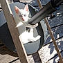 kitten, white_cat, blue_eyes, wooden_deck, pole, sunlight, shadow, outdoor, pet, animal, cute, climbing, playful, feline, young_cat, daylight, nature, curious, small_animal, resting