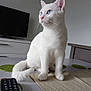 Ayster a rejoint le concours — aidez-le/la à gagner de superbes lots ! cat, white_cat, blue_eyes, pet, animal, indoor, table, remote_control, furniture, domestic, cute, whiskers, ears, tail, looking_away, household, modern_room, sitting, calm, closeup