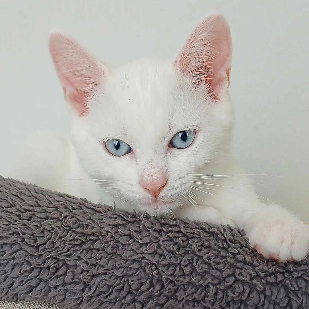 Ayster a rejoint le concours — aidez-le/la à gagner de superbes lots ! animal, blanket, blue_eyes, cat, close_up, cozy, cute, domestic_animal, ear, feline, fur, indoor, paw, pet, portrait, relaxed, resting, soft_texture, whiskers, white_cat