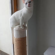Ayster a rejoint le concours — aidez-le/la à gagner de superbes lots ! cat, white_cat, blue_eyes, scratching_post, indoor, window, wooden_floor, furniture, curious, pet, animal, domestic_cat, perched, looking_at_camera, minimalist, natural_light, houseplant_absent, table, quiet, cozy