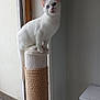 cat, white_cat, blue_eyes, scratching_post, indoor, window, wooden_floor, furniture, curious, pet, animal, domestic_cat, perched, looking_at_camera, minimalist, natural_light, houseplant_absent, table, quiet, cozy