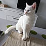 Ayster participe au concours pour gagner de l'argent avec cette photo : white_cat, blue_eyes, table, beige_cloth, modern_room, television, cabinet, curious, pet, indoor, feline, sitting, clean, minimalistic, domestic_animal, whiskers, ears, tail, fur, house