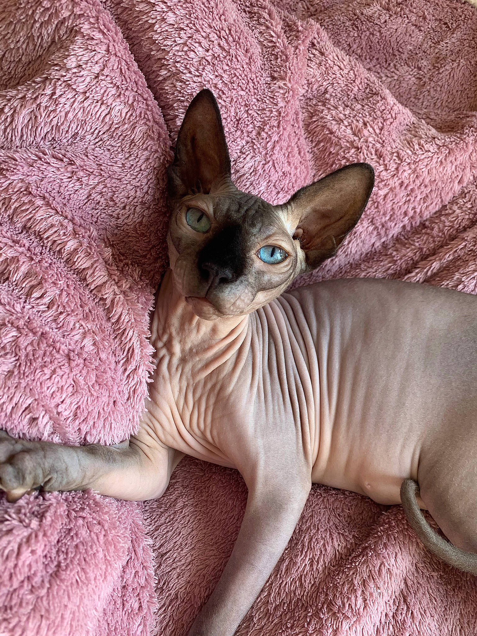 Cleo a rejoint le concours — aidez-le/la à gagner de superbes lots ! artifact, carnivore, cat, cat_supply, claw, comfort, domestic_short_haired_cat, donskoy, fawn, felidae, fur, grey, linens, rex_cat, small_to_medium_sized_cats, snout, sphynx, tail, terrestrial_animal, whiskers