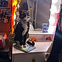 cat, tuxedo_cat, sunglasses, notebook, vanity_table, mirror, lights, photo_booth_pictures, room, decorations, orange_curtain, toy, feline, pet, indoor, reflection, collar, black_and_white, cute, sitting