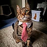 cat, tabby_cat, one-eyed_cat, tie, collar, pet, indoor, carpet, litter_box, feline, animal, cute, domestic_cat, striped, whiskers, portrait, sitting, home, business_cat, funny
