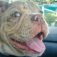 Topaz a rejoint le concours — aidez-le/la à gagner de superbes lots ! dog, pet, happy, tongue_out, close_up, car_interior, window, outdoor, sunlight, trees, canopy, smiling, brown_fur, wrinkles, nose, mouth, ears, collar, seat, daylight