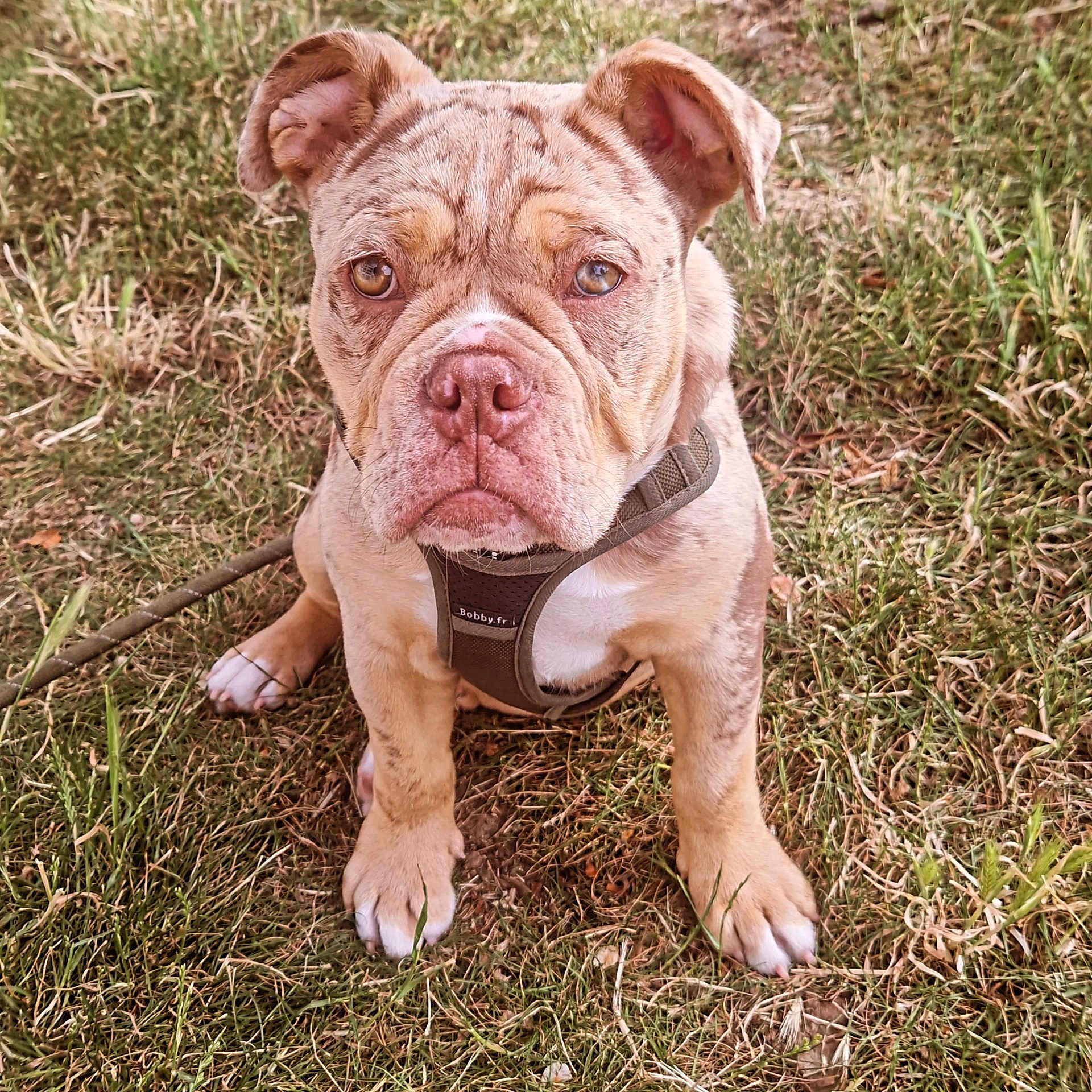 Topaz a rejoint le concours — aidez-le/la à gagner de superbes lots ! puppy, dog, grass, outdoor, pet, canine, harness, animal, young, cute, brown, white_paws, ears, snout, fur, sitting, looking_at_camera, nature, adorable, portrait