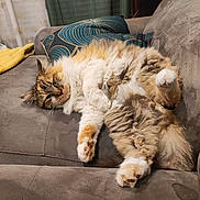 Pepsi a rejoint le concours — aidez-le/la à gagner de superbes lots ! cat, fluffy_cat, couch, indoor, relaxed, sprawled, pet, animal, fur, sleepy, cozy, pillow, blanket, living_room, domestic_cat, whiskers, multi-colored, cute, resting, soft