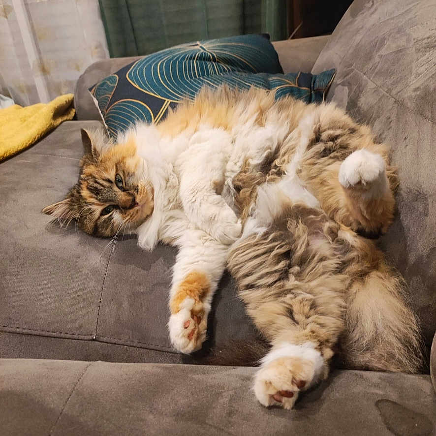 Pepsi a rejoint le concours — aidez-le/la à gagner de superbes lots ! cat, fluffy_cat, couch, indoor, relaxed, sprawled, pet, animal, fur, sleepy, cozy, pillow, blanket, living_room, domestic_cat, whiskers, multi-colored, cute, resting, soft