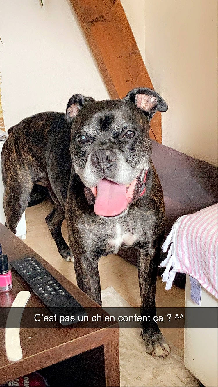 Hoxo participe au concours pour gagner de l'argent avec cette photo : canidae, carnivore, collar, companion_dog, couch, dog, dog_breed, dog_collar, fawn, fur, grey, guard_dog, pink, snout, sporting_group, tail, terrestrial_animal, toy_dog, whiskers, working_animal