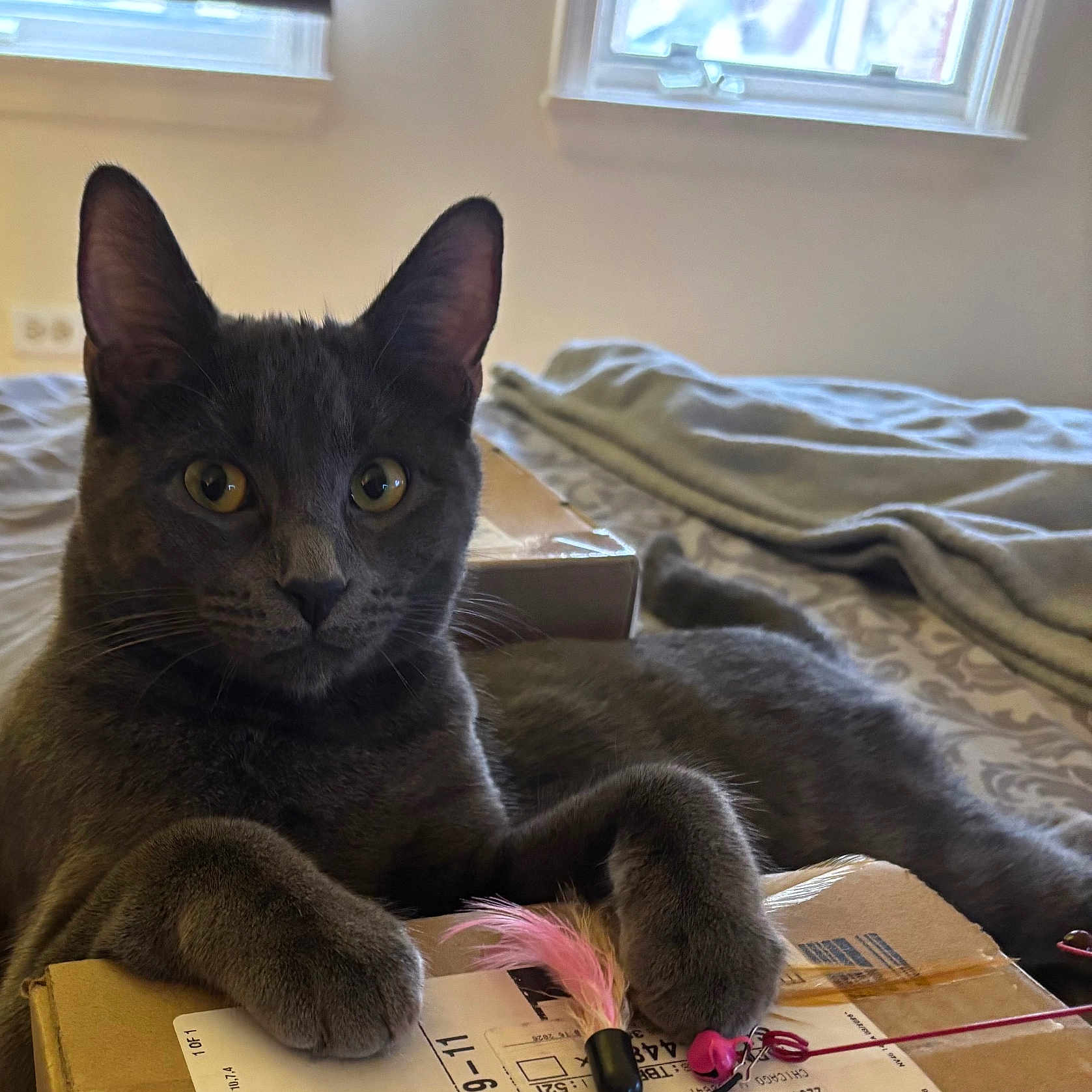 Venice joined the competition — help win amazing prizes! animal, bed, blanket, cardboard_box, cat, curious, domestic_cat, feather_toy, feline, fur, gray_cat, indoor, paws, pet, playful, relaxed, resting, toy, whiskers, window