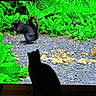 cat, silhouette, squirrel, peanuts, greenery, leaves, nature, animal, wildlife, outdoor, screen, television, shadow, plant, ground, curious, black_squirrel, vibrant, contrast, entertainment