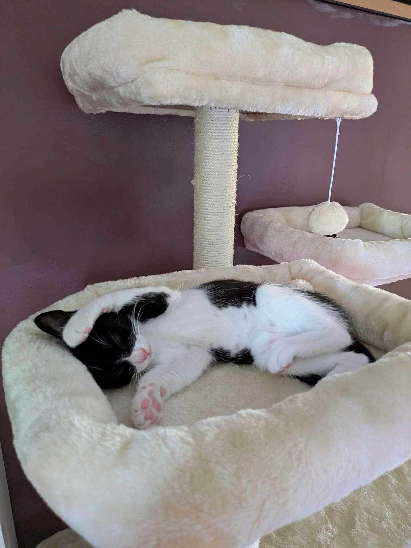 Orion a rejoint le concours — aidez-le/la à gagner de superbes lots ! cat, sleeping, cat_tree, plush_bed, black_and_white, paw, indoor, feline, cute, relaxed, pet, cozy, fur, animal, resting, pink_paw_pads, cat_toy, hanging_ball, soft, comfortable