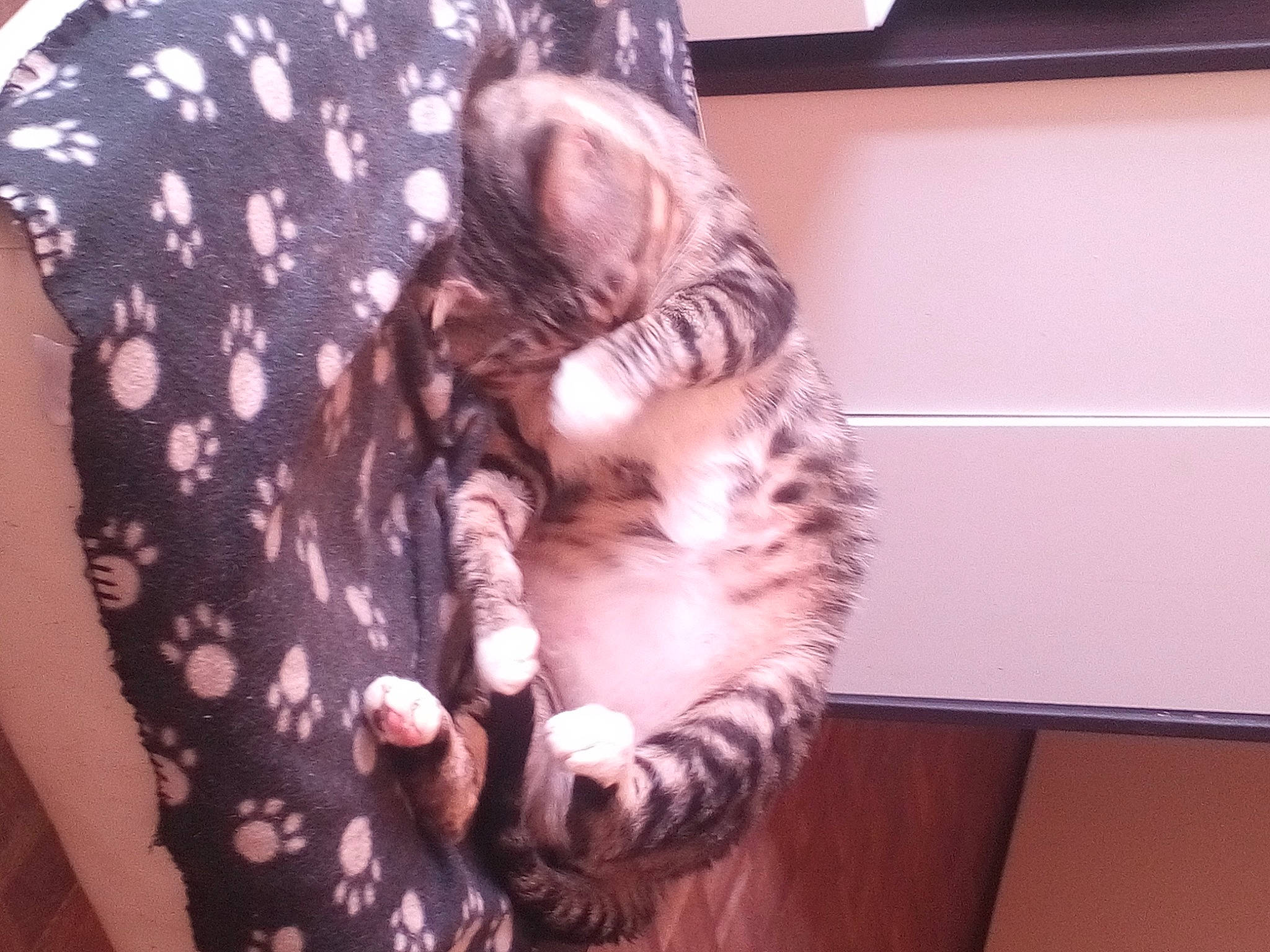 Junior a rejoint le concours — aidez-le/la à gagner de superbes lots ! carnivore, cat, claw, comfort, domestic_short_haired_cat, fawn, felidae, foot, fur, gesture, human_leg, nap, pattern, paw, room, sleep, small_to_medium_sized_cats, tail, tree, whiskers