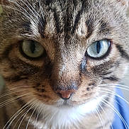 Junior a rejoint le concours — aidez-le/la à gagner de superbes lots ! abyssinian, animal, cat, egyptiancat, kitten, manx, pet