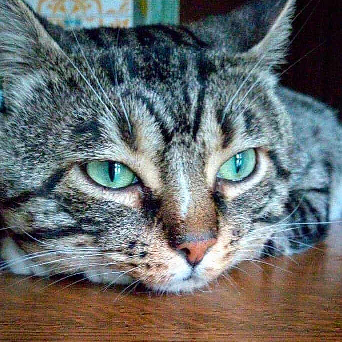 Junior