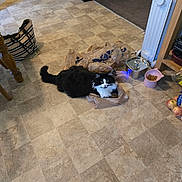 Noogey is registered to the contest to win money with this photo: cat, plastic_bag, floor, kitchen, pet_food, bowl, apples, heater, furniture, black_and_white, curious, domestic, indoor, floor_tile, bag, pet, animal, fur, whiskers, tail