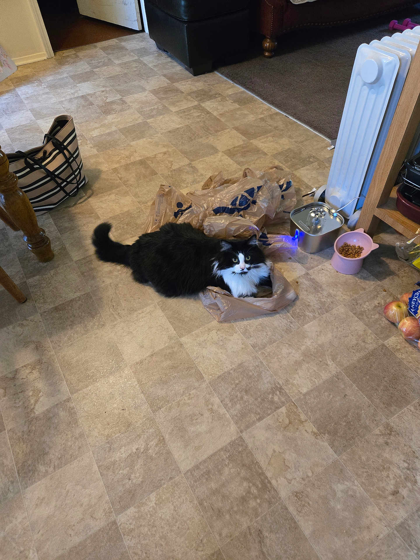 Noogey is registered to the contest to win money with this photo: cat, plastic_bag, floor, kitchen, pet_food, bowl, apples, heater, furniture, black_and_white, curious, domestic, indoor, floor_tile, bag, pet, animal, fur, whiskers, tail