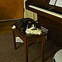 animal, basket, black_and_white, carpet, cat, cozy, door, feline, fluffy, home, indoor, music, pet, piano, piano_bench, relaxed, resting, sheet_music, wooden_furniture, yellow_eyes