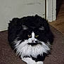 Noogey is registered to the contest to win money with this photo: animal, black_and_white, carpet, cat, cute, domestic_cat, feline, floor, fluffy, home, indoor, long_hair, looking_at_camera, paws, pet, portrait, resting, wall, whiskers, yellow_eyes