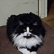 Noogey joined the competition — help win amazing prizes! animal, black_and_white, carpet, cat, cute, domestic_cat, feline, floor, fluffy, home, indoor, long_hair, looking_at_camera, paws, pet, portrait, resting, wall, whiskers, yellow_eyes