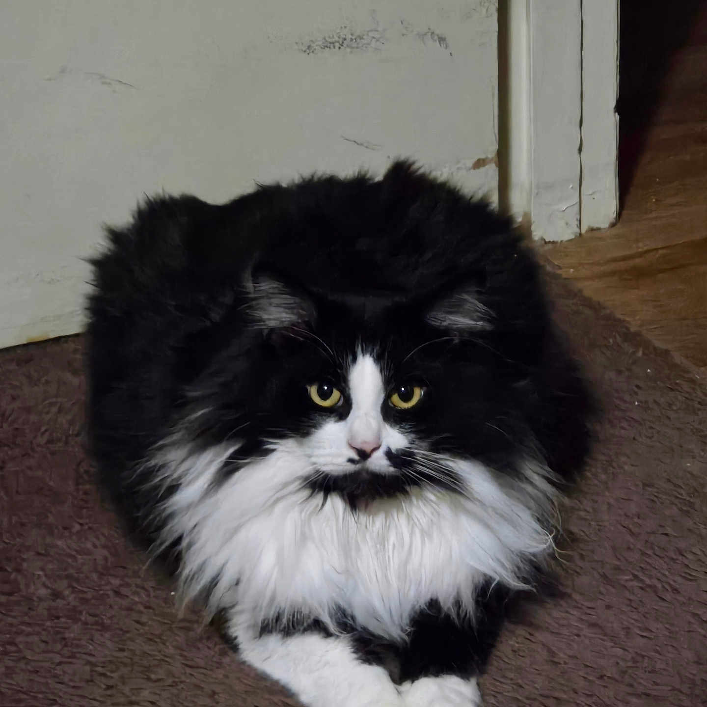 Noogey joined the competition — help win amazing prizes! animal, black_and_white, carpet, cat, cute, domestic_cat, feline, floor, fluffy, home, indoor, long_hair, looking_at_camera, paws, pet, portrait, resting, wall, whiskers, yellow_eyes