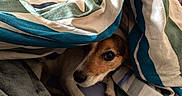 Lady a rejoint le concours — aidez-le/la à gagner de superbes lots ! animal, bed, blanket, canine, comfort, cozy, curious, cute, dog, face, fur, home, indoor, nose, paw, pet, relaxing, resting, snuggled, striped