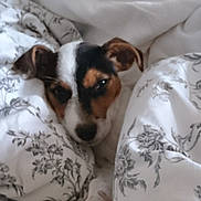 Lady a rejoint le concours — aidez-le/la à gagner de superbes lots ! dog, puppy, blanket, bed, cozy, cute, sleepy, paw, paw_pads, cute_pet, animal, pet, resting, snuggled, floral_pattern, white_blanket, indoor, comfortable, fur, ears