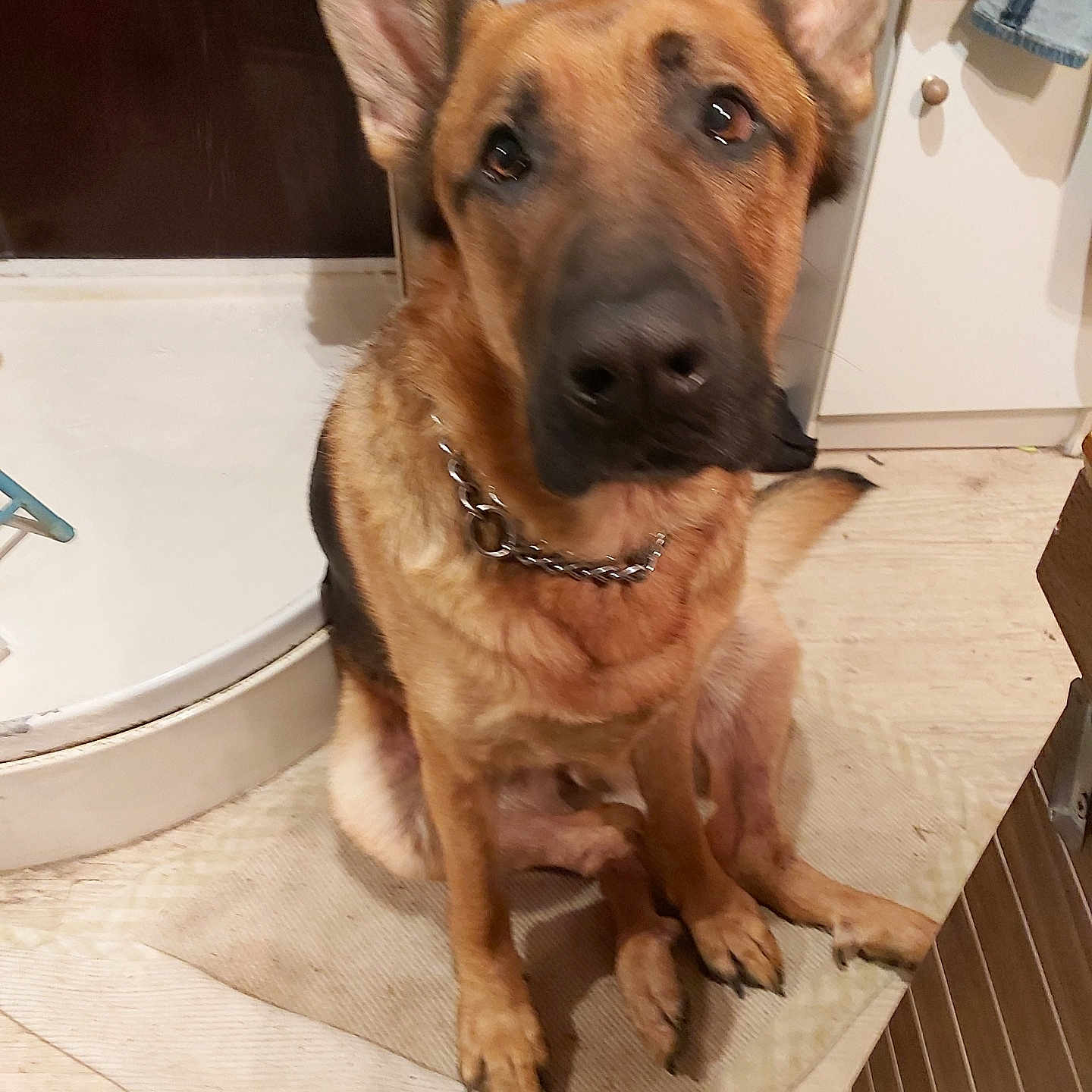 Pogo participe au concours pour gagner de l'argent avec cette photo : dog, german_shepherd, pet, indoor, floor, rug, ears, furniture, cabinet, chain_collar, looking_up, brown, black, animal, canine, domestic, portrait, sitting, home, waiting