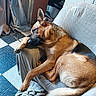 Pogo participe au concours pour gagner de l'argent avec cette photo : dog, german_shepherd, sleeping, couch, indoor, pet, relaxed, furniture, blanket, paw, fur, collar, floor, curtains, resting, home, canine, domestic_animal, animal, comfort