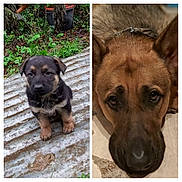 Pogo participe au concours pour gagner de l'argent avec cette photo : dog, puppy, animal, outdoor, greenery, corrugated_metal, closeup, face, pet, floor, indoor, curious, resting, brown_fur, black_fur, ears, eyes, canine, nature, portrait